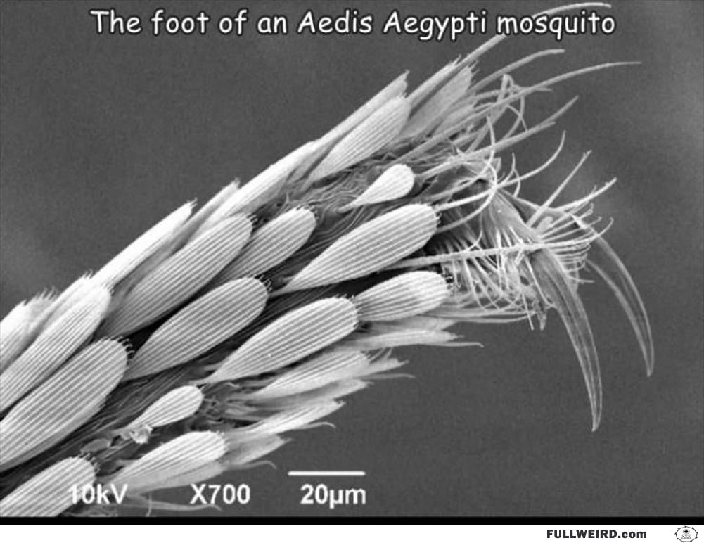 Mosquito Foot