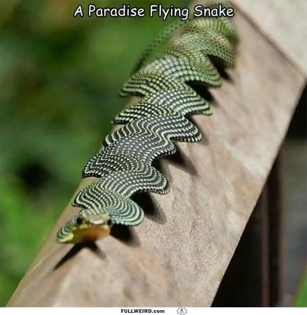 A Paradise Flying Snake