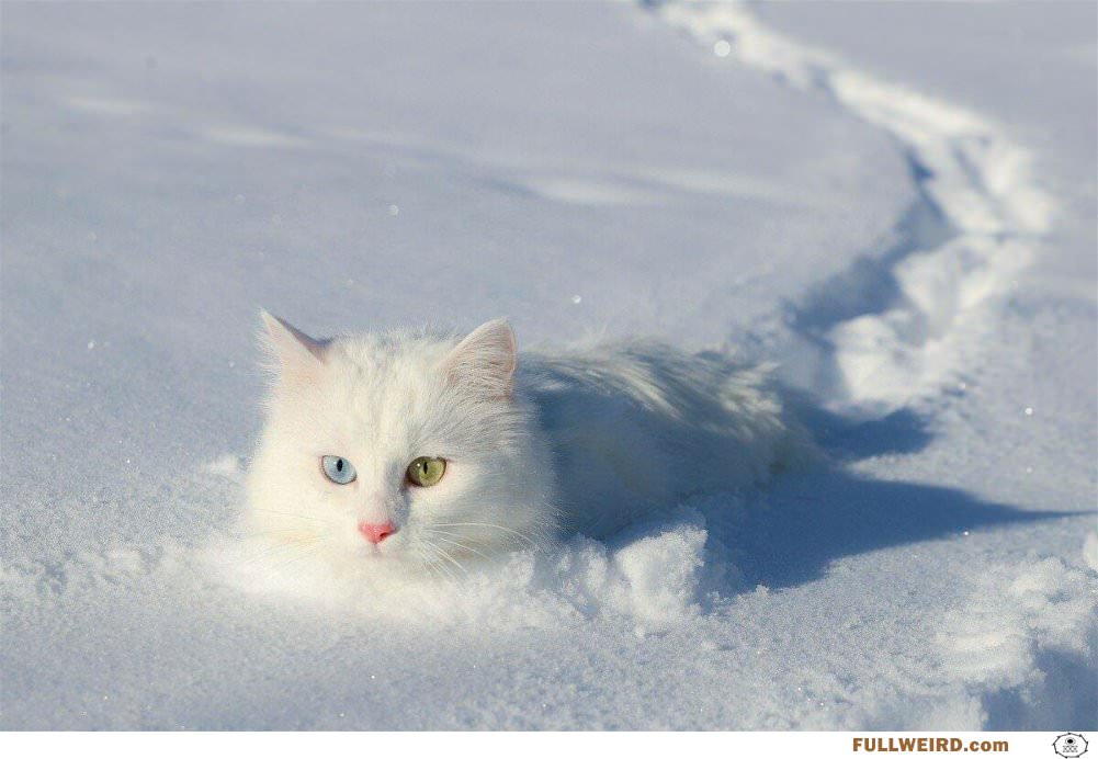 This Cat Has The Coolest Eyes