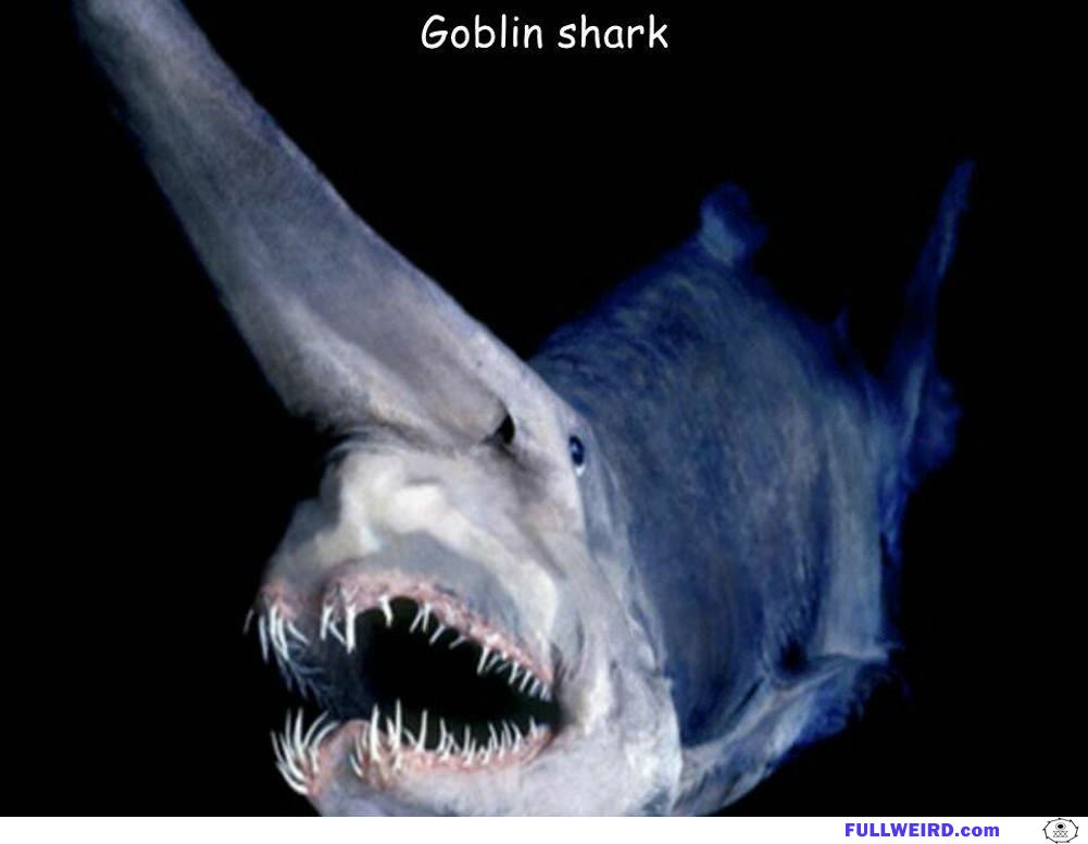 Goblin Shark