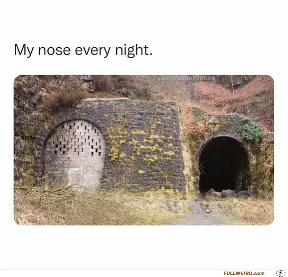 My Nose Every Night